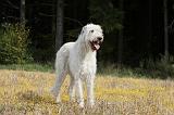 IRISH WOLFHOUND 108